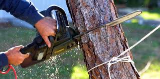 Best Tree and Shrub Care  in Mount Pocono, PA