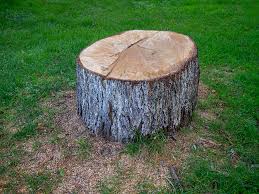 Best Fruit Tree Pruning  in Mount Pocono, PA