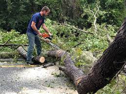 How Our Tree Care Process Works  in  Mount Pocono, PA