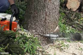 Best Tree Maintenance Programs  in Mount Pocono, PA