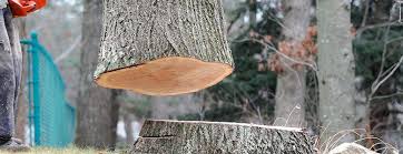 Best Commercial Tree Services  in Mount Pocono, PA