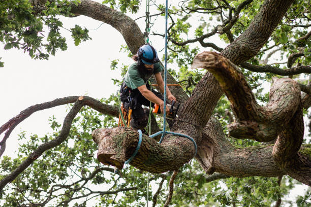 Best Tree Risk Assessment  in Mount Pocono, PA