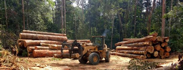 Trusted Mount Pocono, PA Tree Care Experts