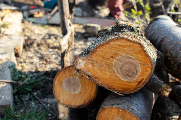  Mount Pocono, PA Tree Care Pros