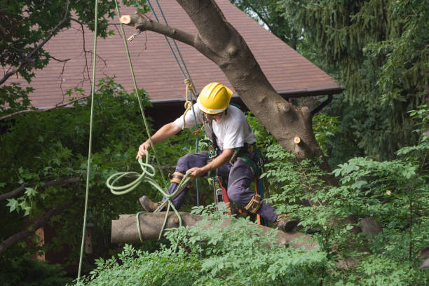 Best Lawn Maintenance Plans  in Mount Pocono, PA