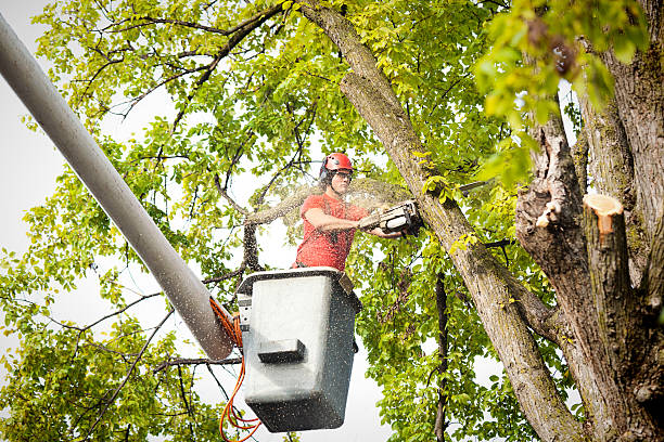 Best Storm Damage Tree Cleanup  in Mount Pocono, PA