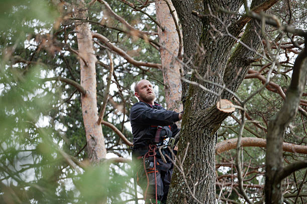 Best Hedge Trimming  in Mount Pocono, PA