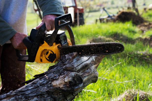 Best Arborist Consultation Services  in Mount Pocono, PA